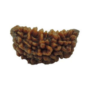 1 Mukhi Rudraksha