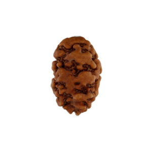 2 Mukhi Rudraksha