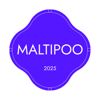 Maltipoo Puppy