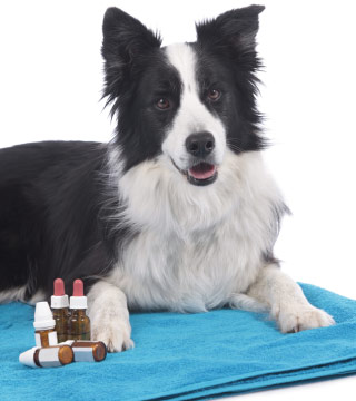 Dog Homeopathic & Natraceutical