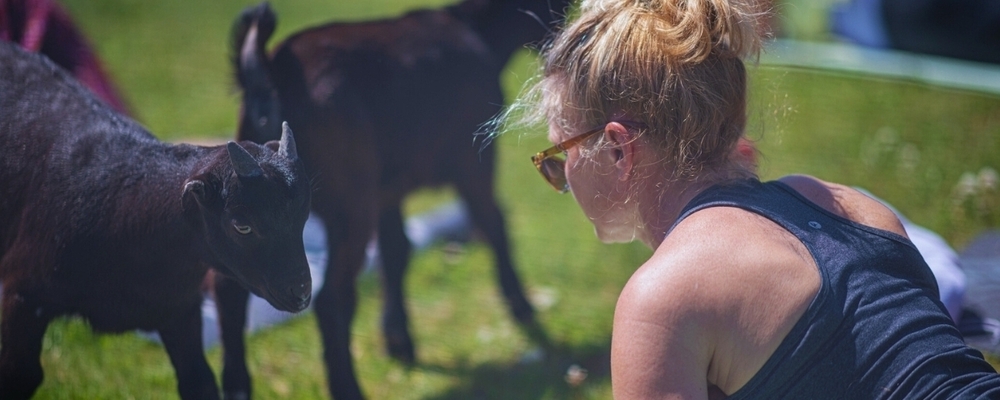 Black Star Farms – Goat Yoga at Black Star Farms