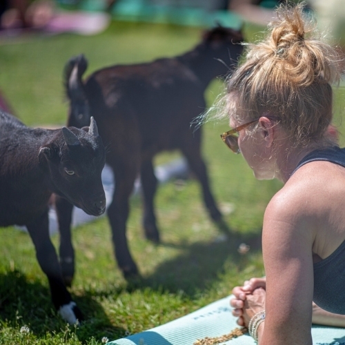 Goat Yoga at Black Star Farms