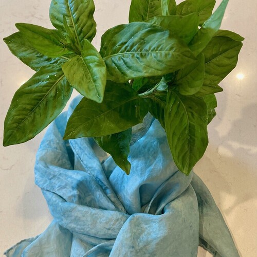 Indigo Blue Dye Workshop