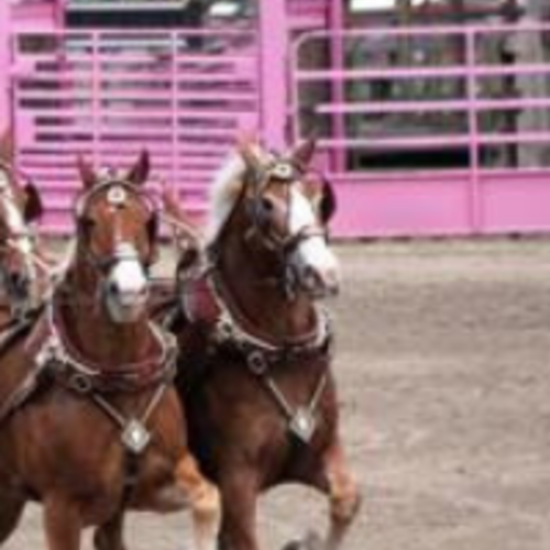 Northwest Tickets Big Sky Draft Horse Expo