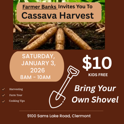 Cassava Harvest Event Poster