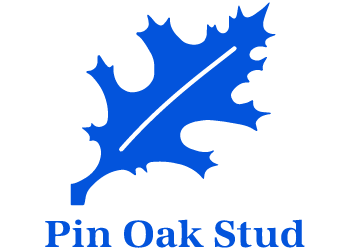 Pin Oak Stud