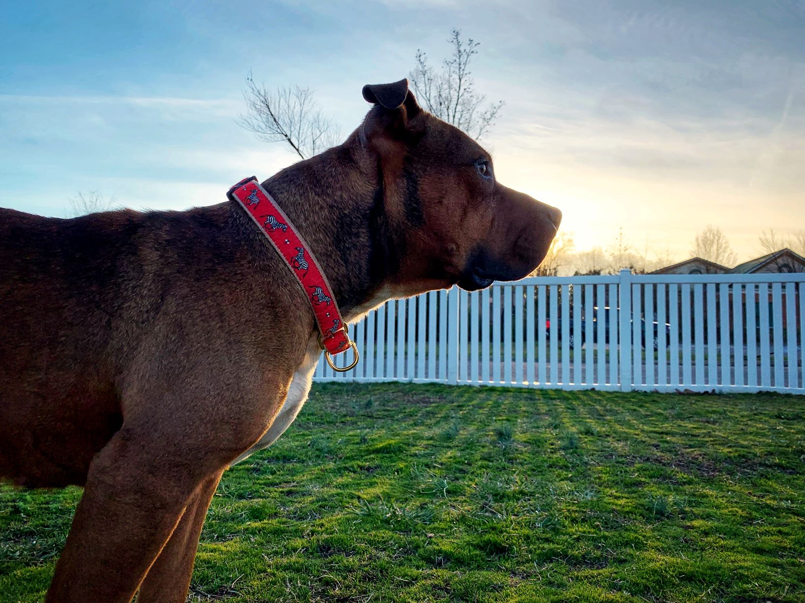 Darcy looking ahead