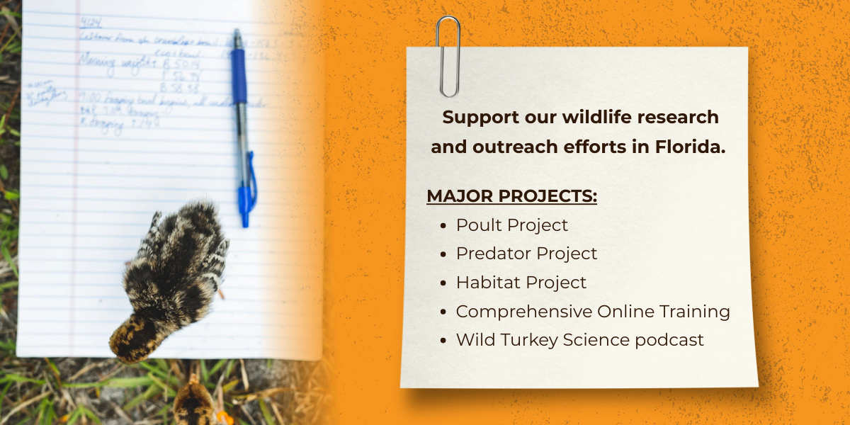 Image of turkey poult. Image highlights Lab's major projects: Poult Project Predator, Project Habitat Project, Comprehensive Online Training, and Wild Turkey Science podcast