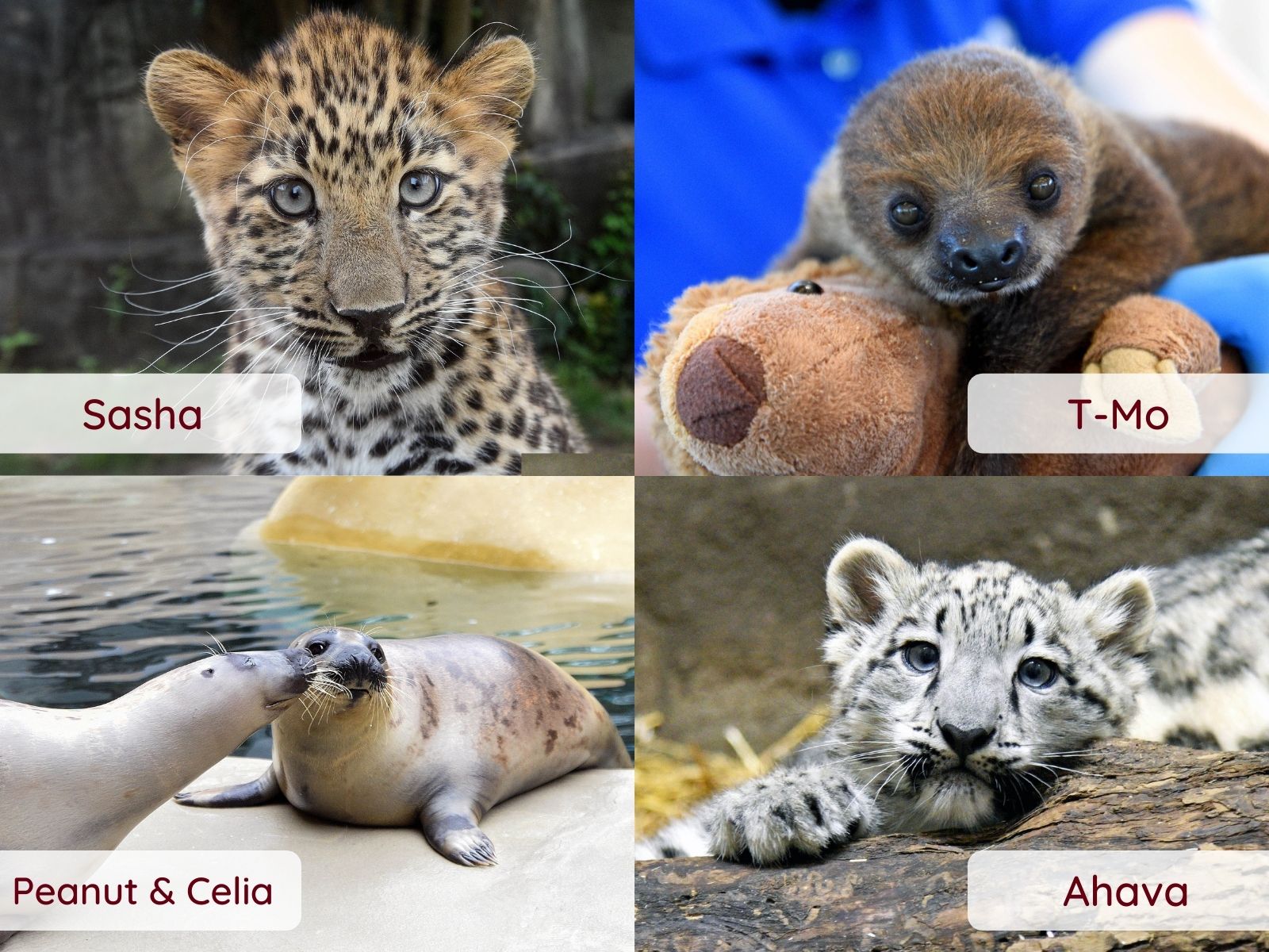 Milestone Competition All Four Names