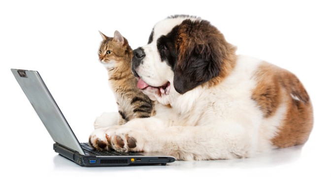dog cat laptop