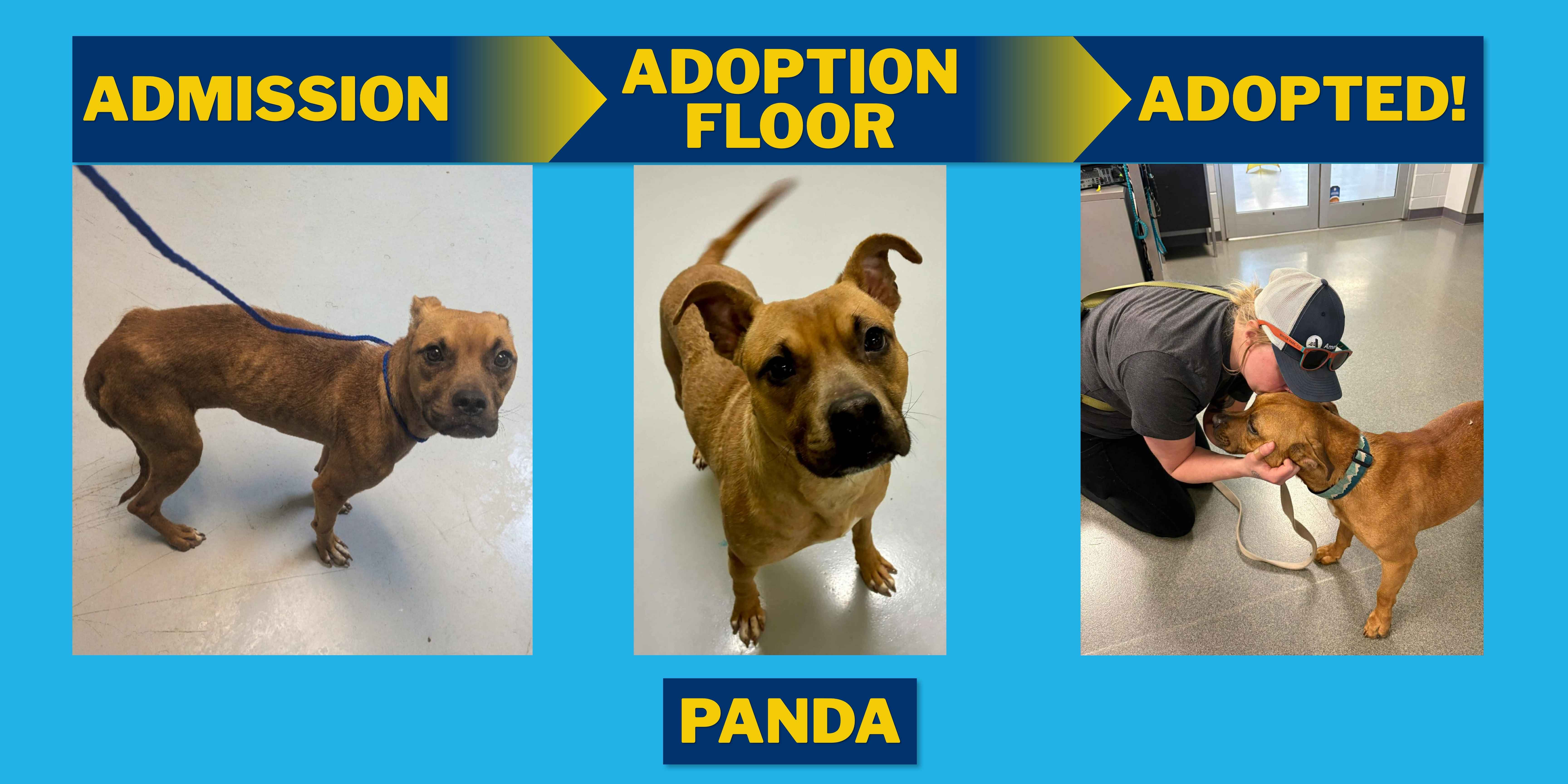 Shelter Journeys (1).jpg