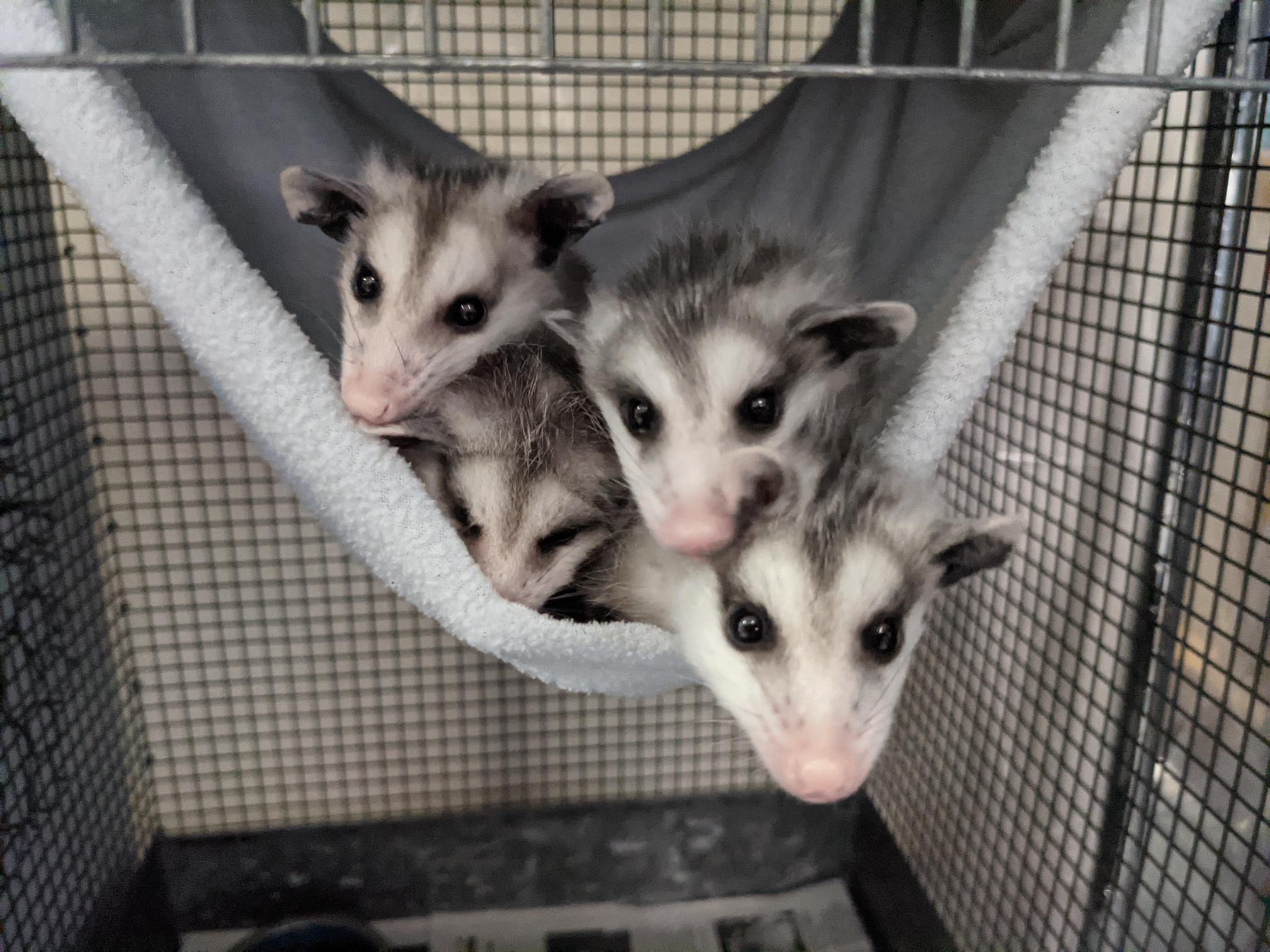 Baby Opossums