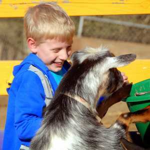 Boy laughing with goat