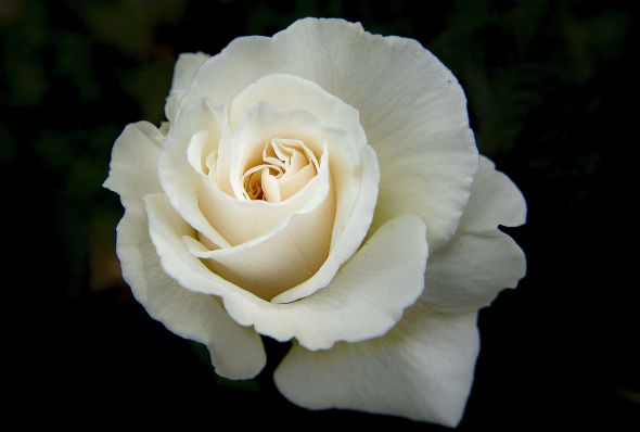white rose image - 600 x 400.jpg