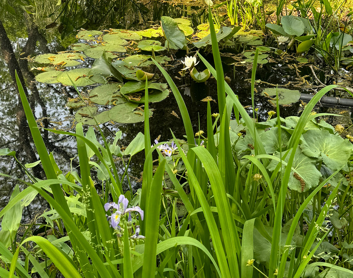 EvG lilypond crop2.jpg
