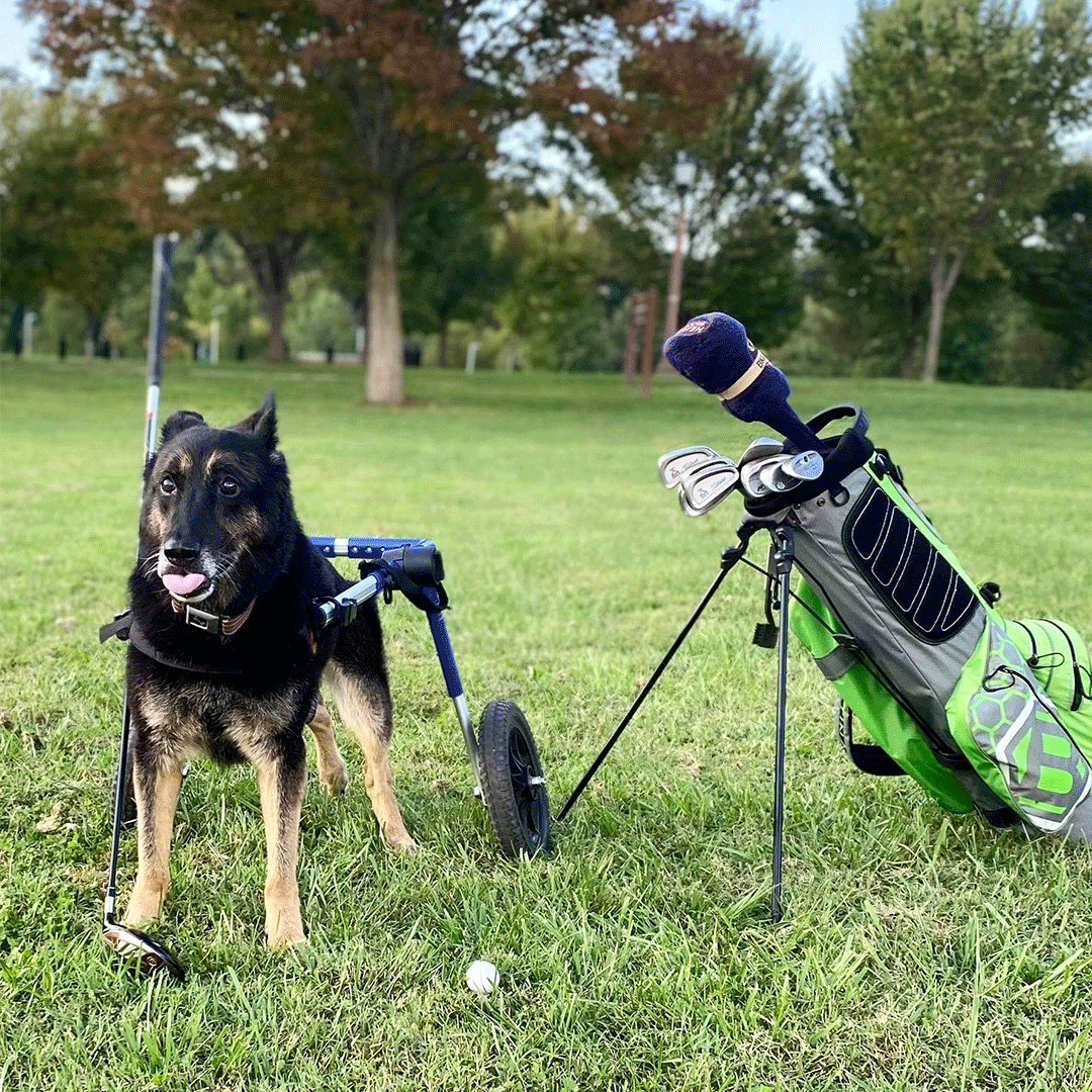 dogsgolf_0000_K9-Dan-Golf-2.png