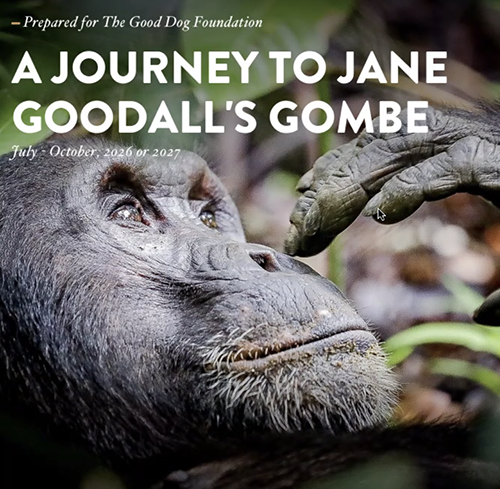 Young gorilla looks up with hands touching its face. White text in all caps, 