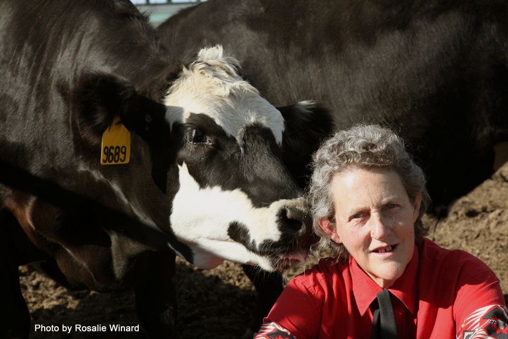 Temple Grandin with cow 