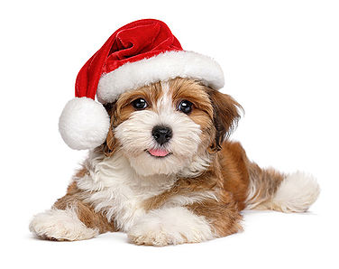 Santa Puppy