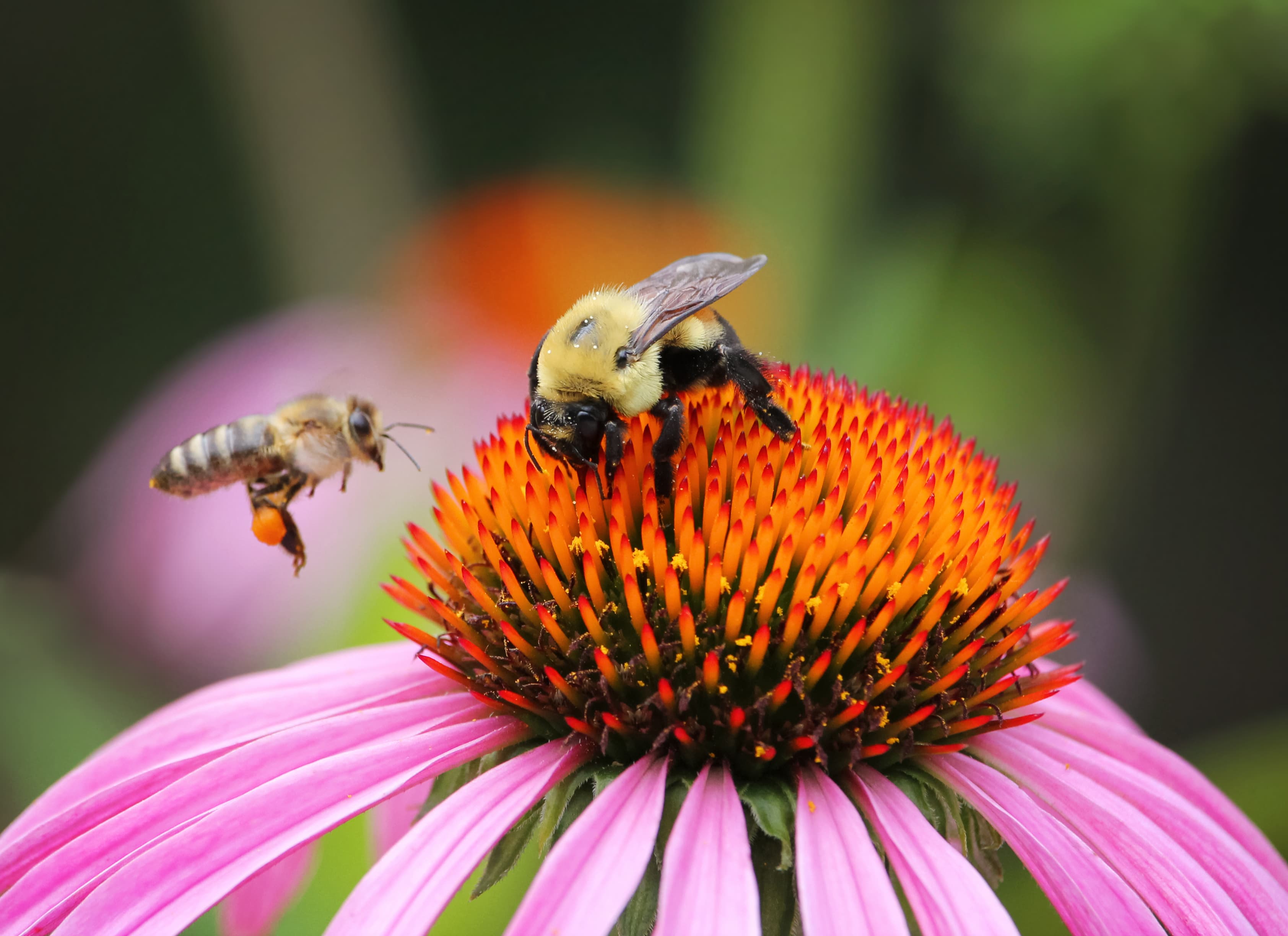 Busy Bees