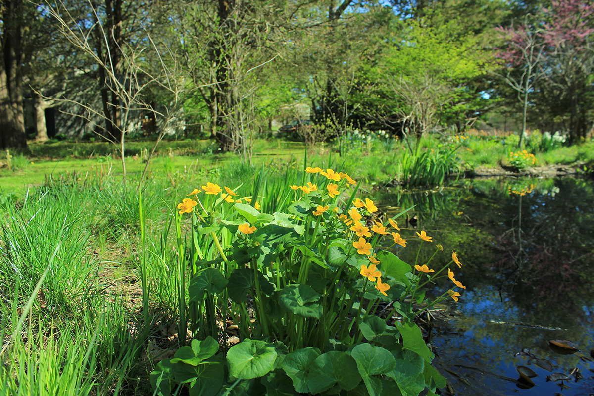 Caltha palustris_web.jpg