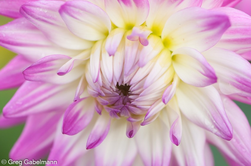 Dahlia