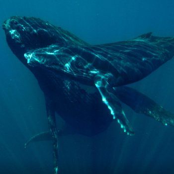 How Noise Pollution Threatens Ocean Life World Ocean Initiative How Noise Pollution Threatens Ocean Life World Ocean Initiative