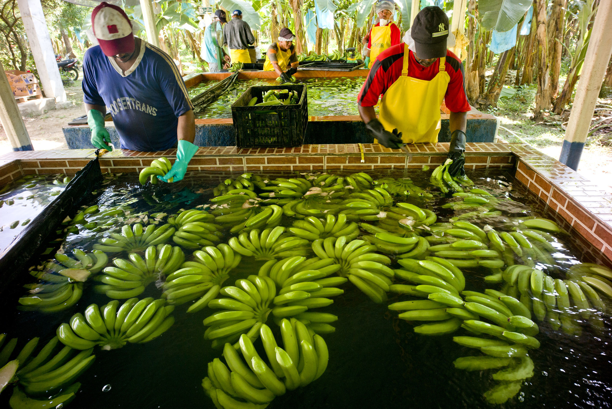 Climate change concerns for banana production