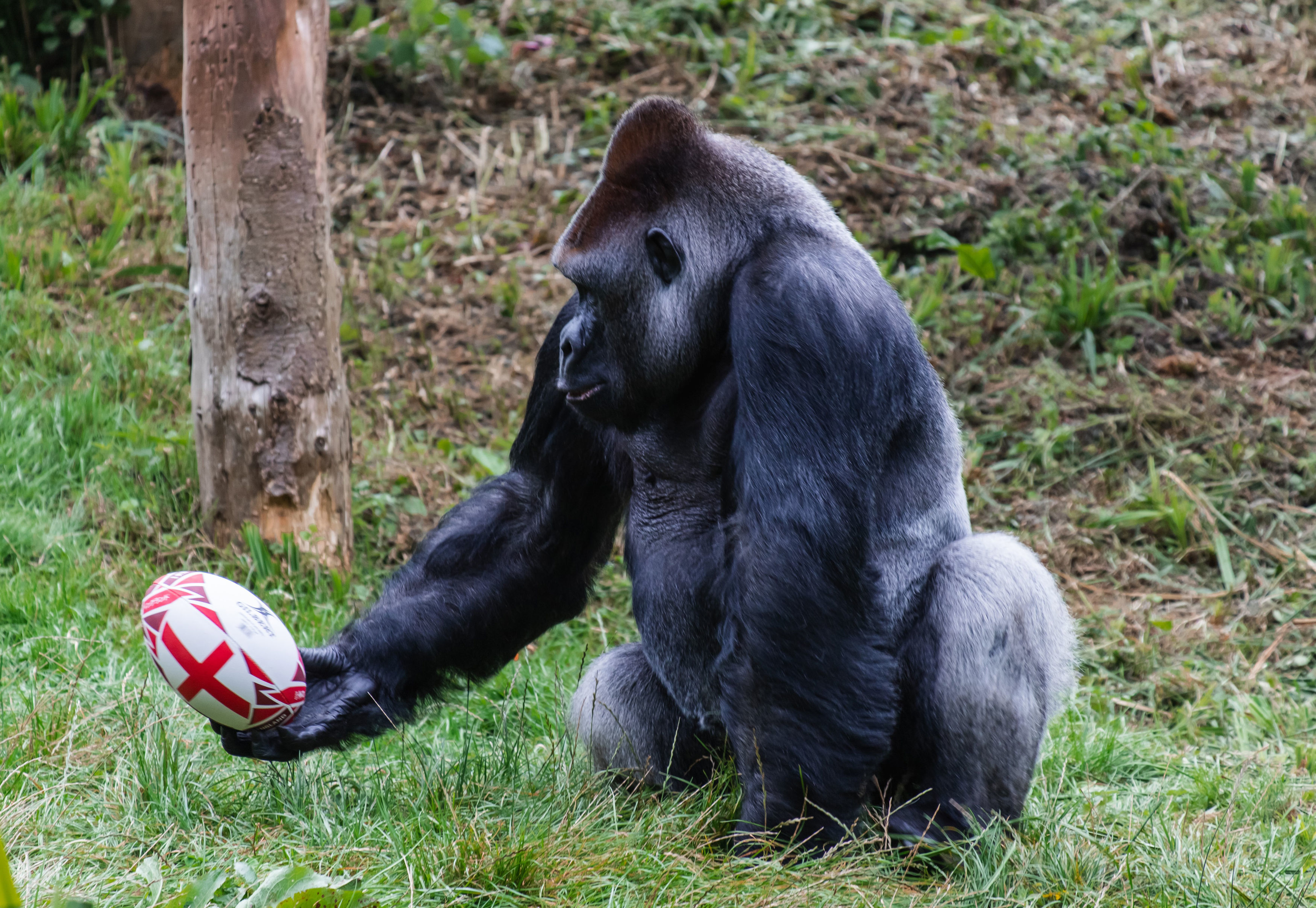 Gorilla brushes up ball skills ahead of rugby world cup