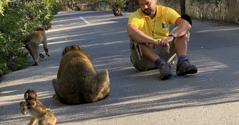 A day with Gibraltar's Barbary macaques - Vimarsana News
