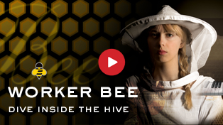 Dive Inside The Worker Bee