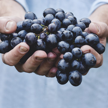 New Organic Red Wines image