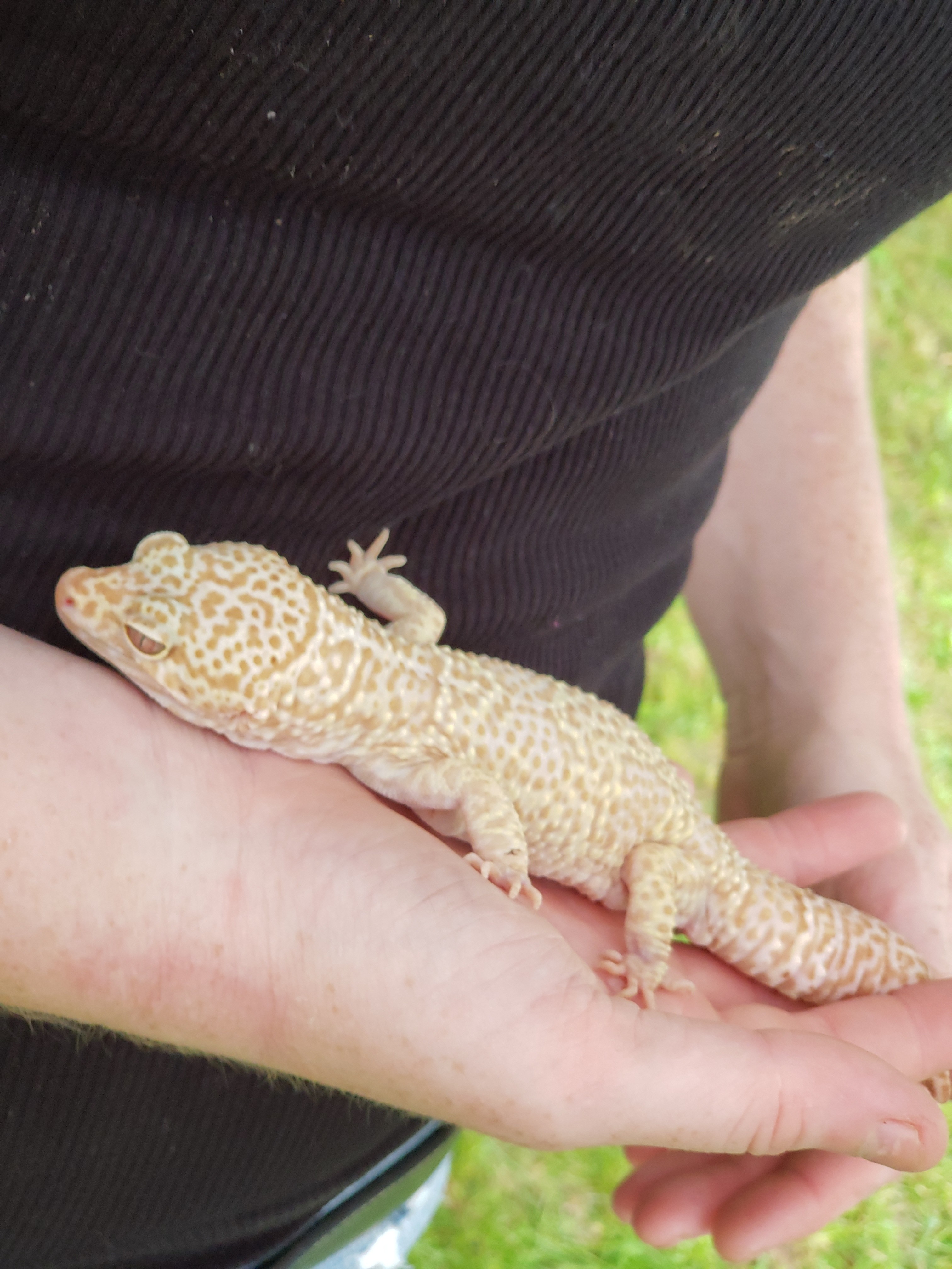 Hire Reptile Adventure Reptile Show in Albany, New York