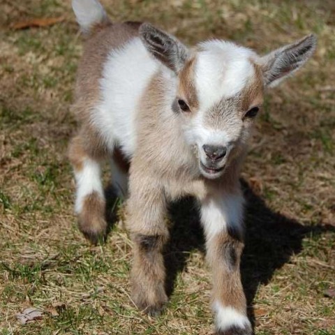 Hire Buffalo Mobile Petting Zoo - Petting Zoo in Enid ...