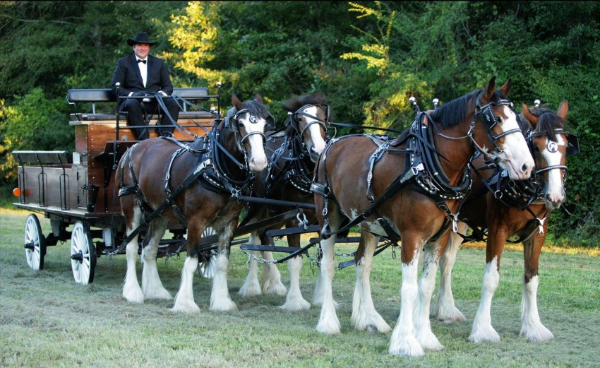Hire Honey Island Clydesdales Horse Drawn Carriage in Pearl River