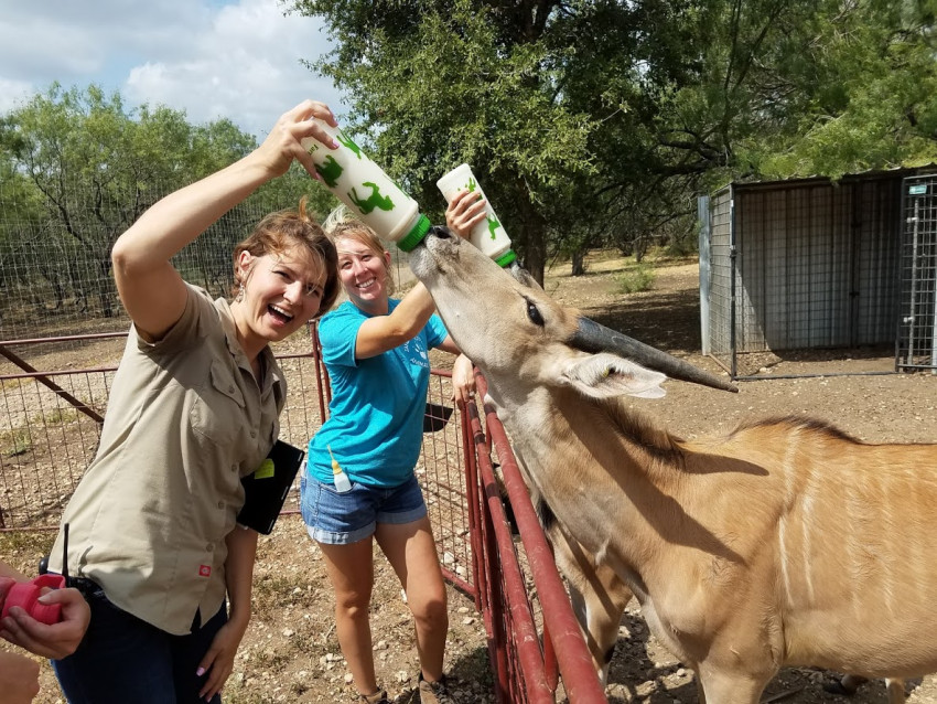 Hire Janda Exotics Animal Ranch Petting Zoo in Kingsbury, Texas