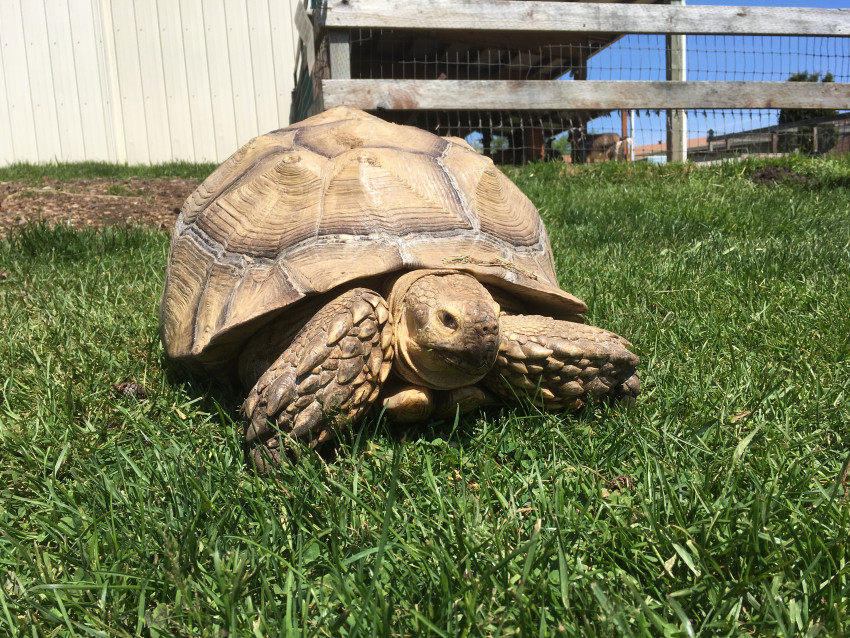 Hire JIM'S UFISH at Old McDebbie's Farm Petting Zoo in Spanaway, Washington