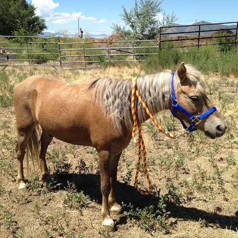 Hire Paisley's Petting Zoo's - Traveling Circus in ...