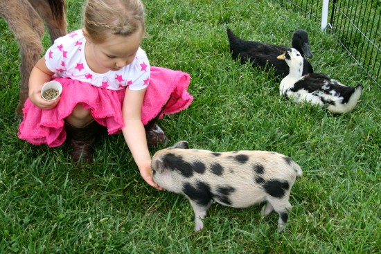 Image: https://s3.amazonaws.com/gigsalad_media/p/palace_pony_kansas_city/531f76acd5765.jpg Image result for messed up petting zoo pictures