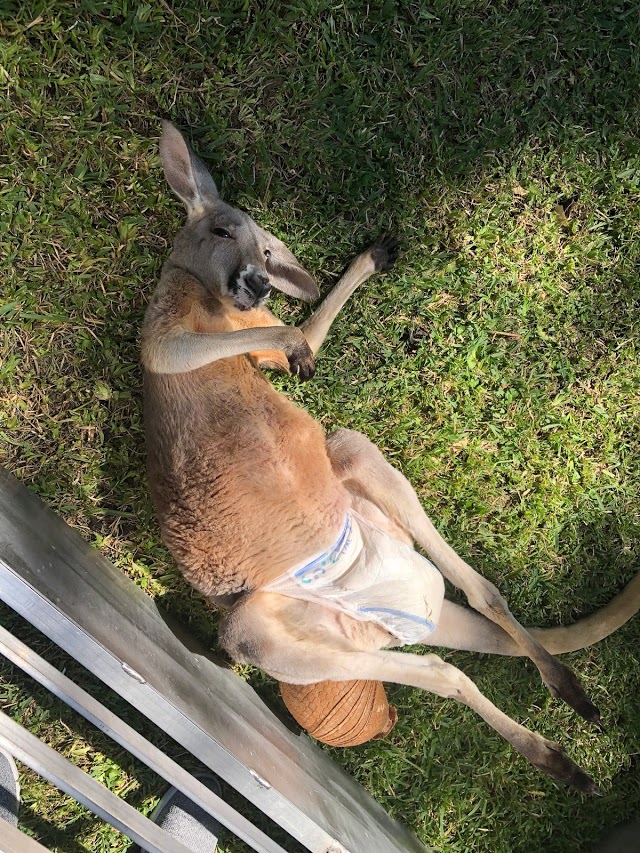 Hire Petting Zoo and Animal Shows Petting Zoo in Austin, Texas