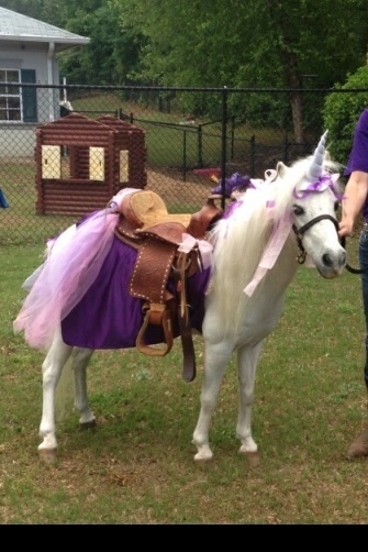 Hire Pony Pals Pony Parties - Pony Party in Fayetteville Hire Pony Pals Pony Parties - Pony Party in Fayetteville