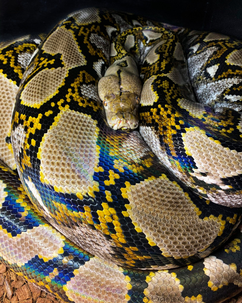 Hire Reptile 101 Animal Entertainment in Charlotte, North Carolina