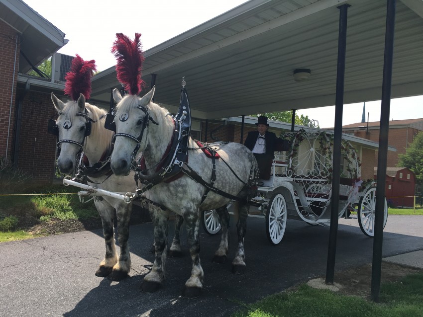 Hire Running Springs Farm Horse Drawn Carriage Service Horse Drawn