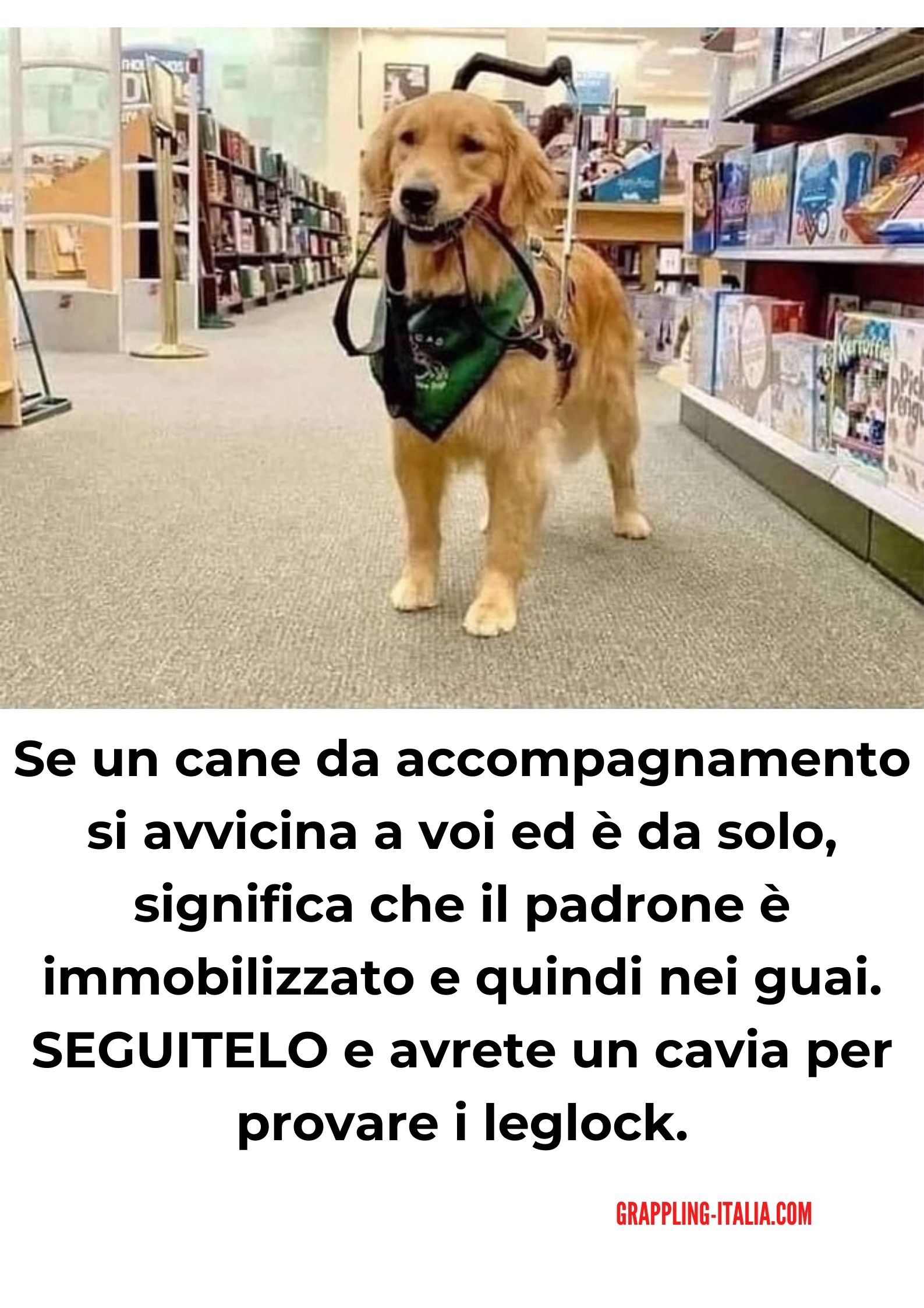 Cosa fare se vedi un cane guida solo