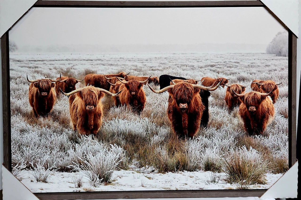 Highlanders auction item image