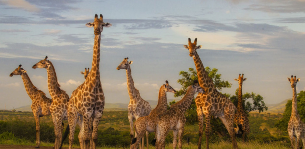 South Africa Photo Safari #1 auction item image