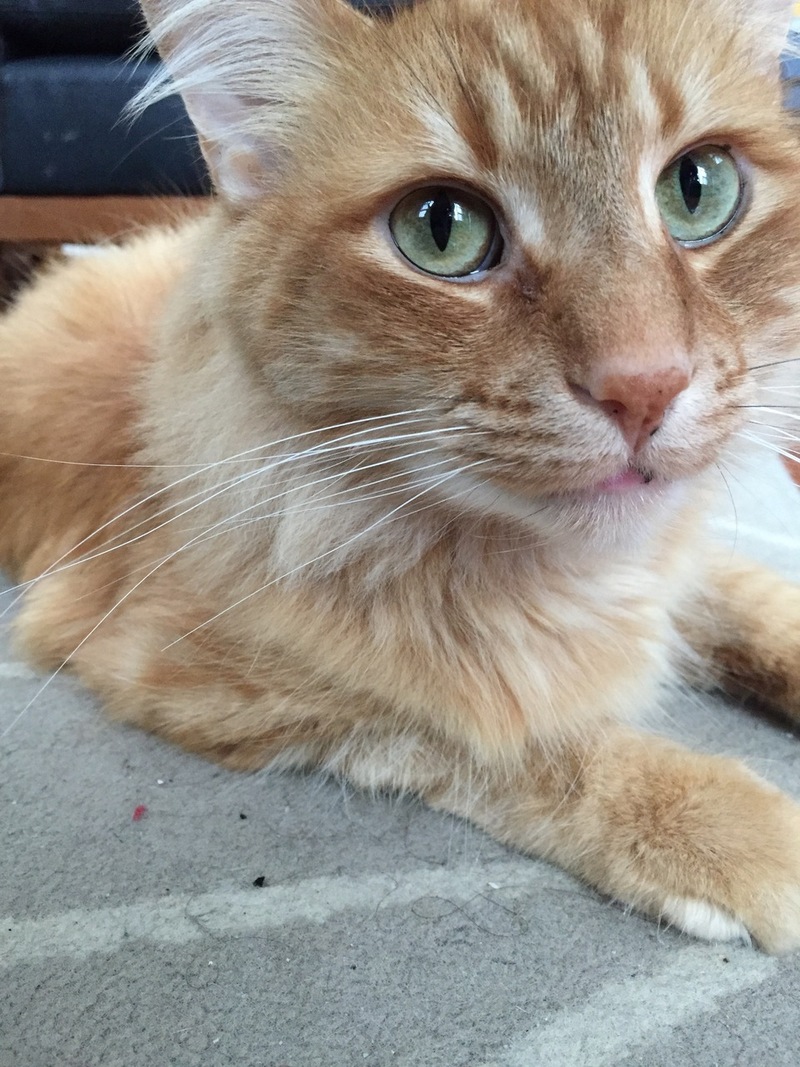 Tickets to NFL auction item image