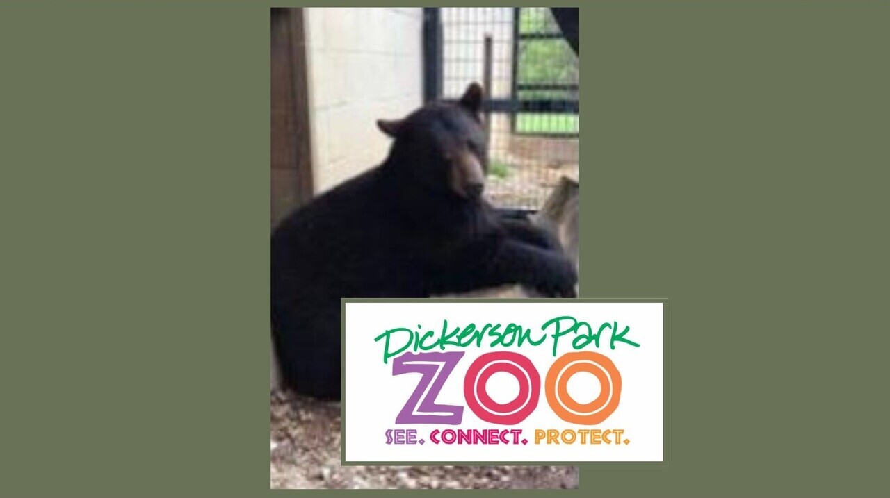 Bear Encounter auction item image