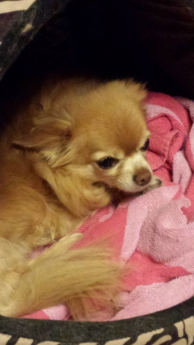 dog  auction item image