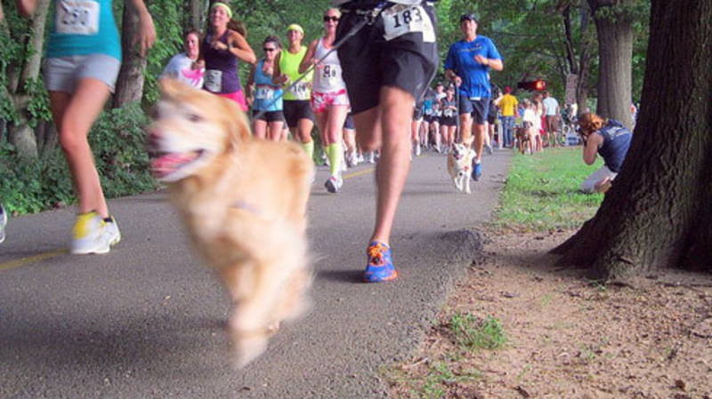 Dog T-Shirt  auction item image